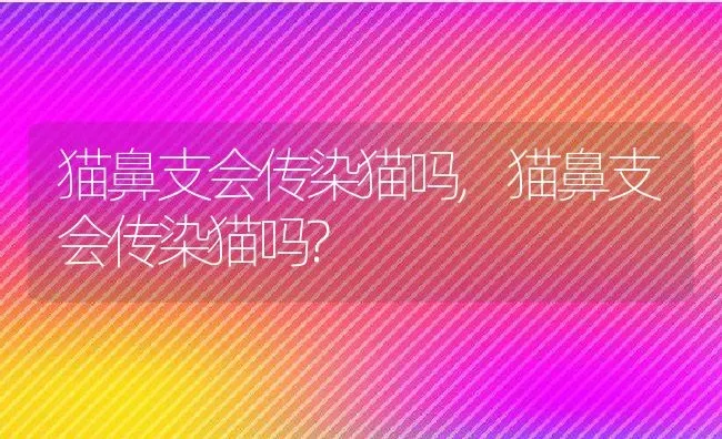 猫鼻支会传染猫吗,猫鼻支会传染猫吗? | 养殖资料