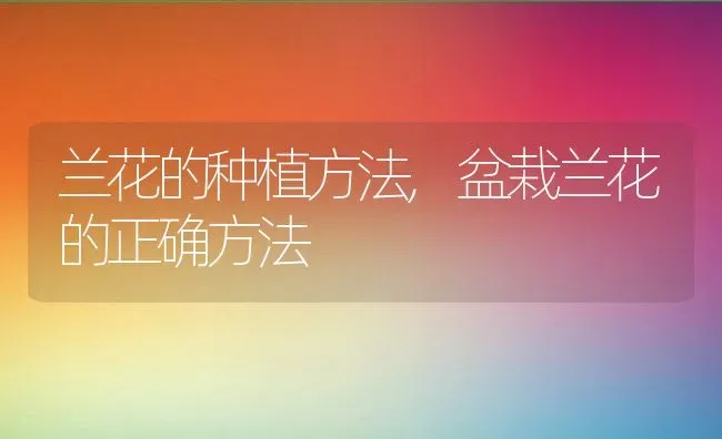 兰花的种植方法,盆栽兰花的正确方法 | 养殖学堂