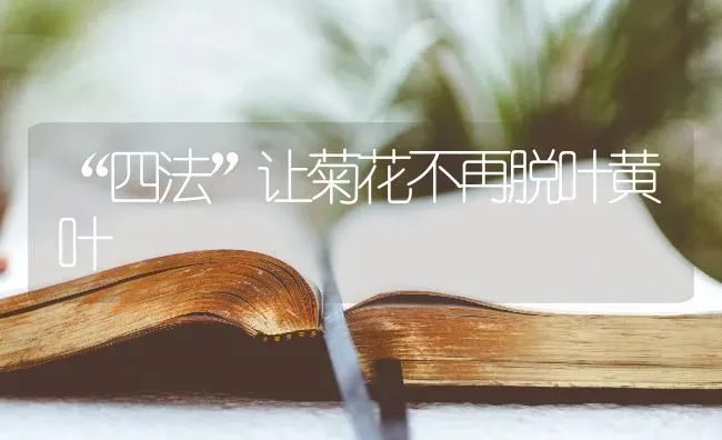 “四法”让菊花不再脱叶黄叶 | 养殖知识
