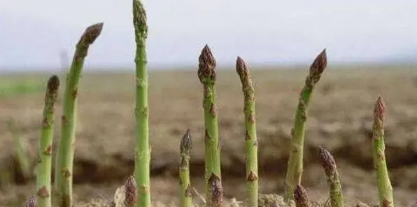 懒人蔬菜芦笋种植生长环境要求 | 农广天地