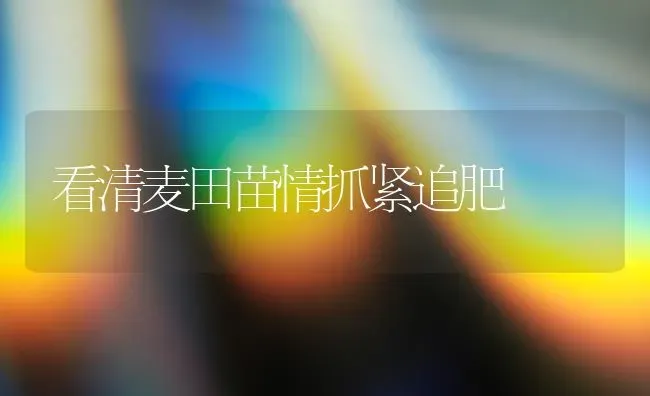 看清麦田苗情抓紧追肥 | 养殖知识