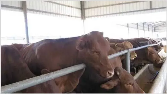 肉牛春季快速育肥技术 | 三农知识