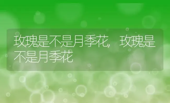 玫瑰是不是月季花,玫瑰是不是月季花 | 养殖科普
