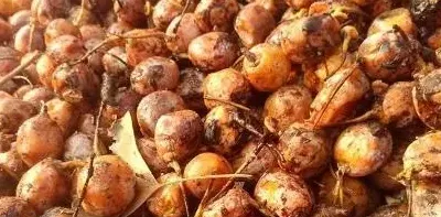 银杏树的果实怎么吃怎么处理才能食用,银杏树果子能吃吗？