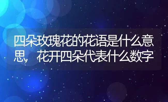 四朵玫瑰花的花语是什么意思,花开四朵代表什么数字 | 养殖学堂