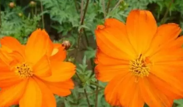硫华菊与波斯菊的区别 | 生活常识