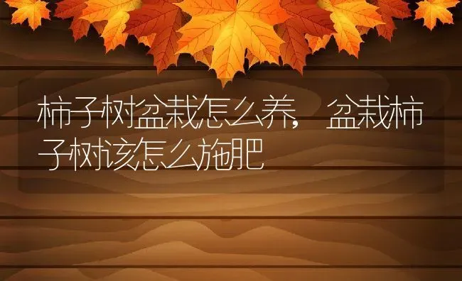 柿子树盆栽怎么养,盆栽柿子树该怎么施肥 | 养殖学堂