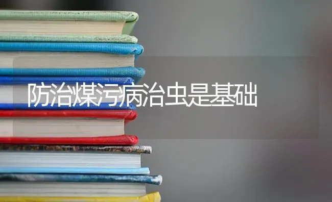 防治煤污病治虫是基础 | 养殖知识