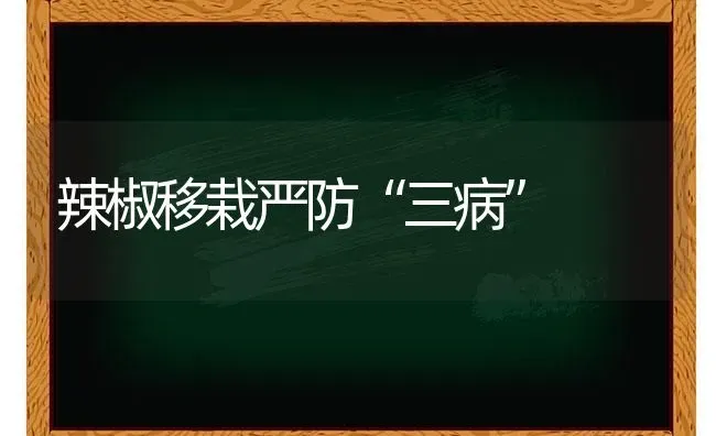 辣椒移栽严防“三病” | 养殖知识