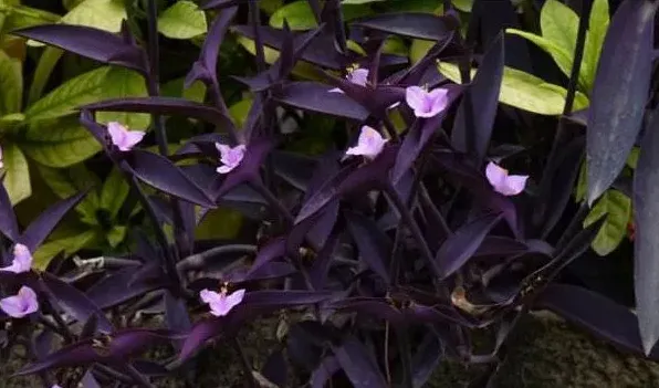 紫鸭趾草怎么造型 | 妙招大全