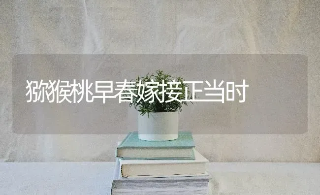 猕猴桃早春嫁接正当时 | 养殖技术大全