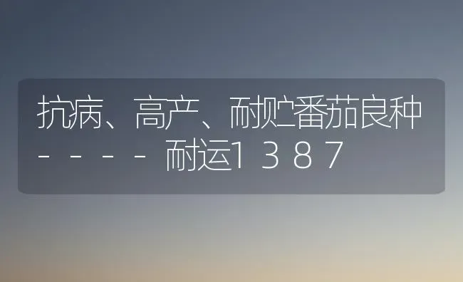 抗病、高产、耐贮番茄良种----耐运1387 | 养殖技术大全