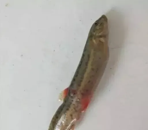 近期泥鳅出现大量死亡处理方案分享 | 生活妙招