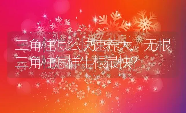 三角柱怎么快速养大,无根三角柱怎样生根最快？ | 养殖科普