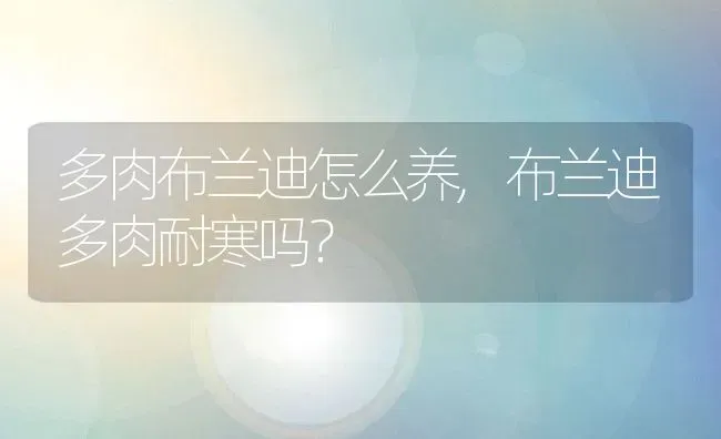 多肉布兰迪怎么养,布兰迪多肉耐寒吗？ | 养殖科普