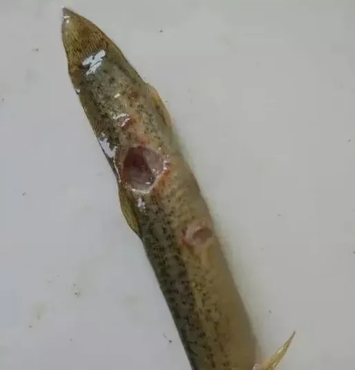 近期泥鳅出现大量死亡处理方案分享 | 生活妙招