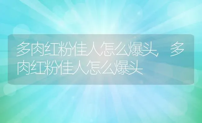 多肉红粉佳人怎么爆头,多肉红粉佳人怎么爆头 | 养殖科普