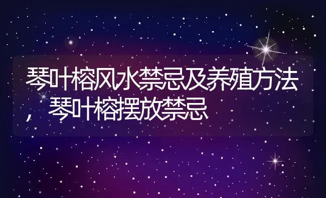 琴叶榕风水禁忌及养殖方法,琴叶榕摆放禁忌 | 养殖学堂