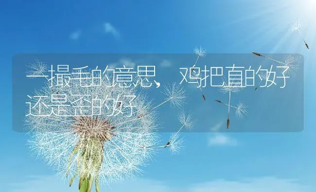 一撮毛的意思,鸡把直的好还是歪的好 | 养殖科普