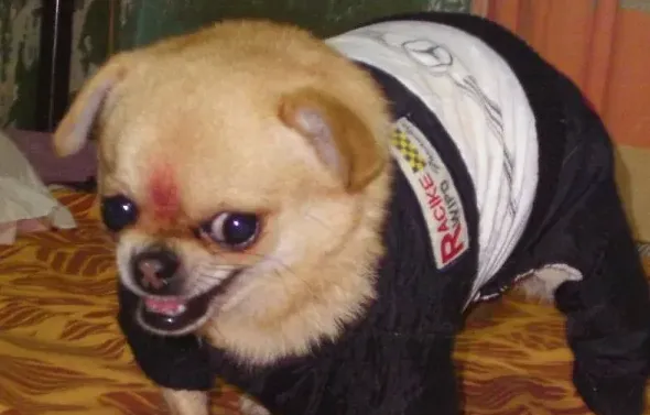 泰迪狗狗吐黄水带泡沫是怎么回事,泰迪犬口中吐出黄色液体是怎么回事啊？