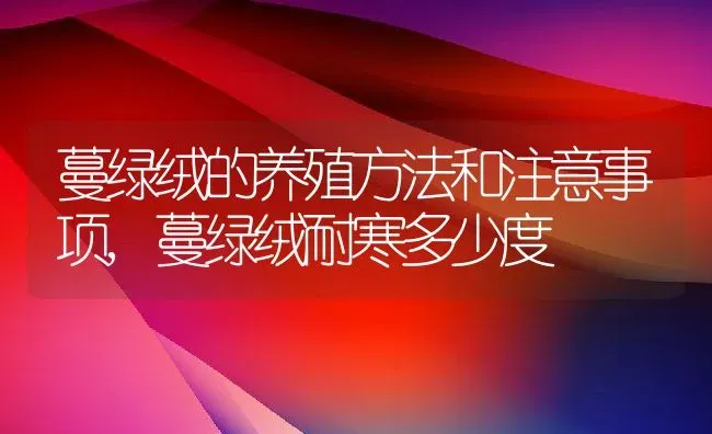 蔓绿绒的养殖方法和注意事项,蔓绿绒耐寒多少度 | 养殖学堂