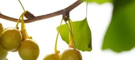 银杏树的果实怎么吃怎么处理才能食用,银杏树果子能吃吗？