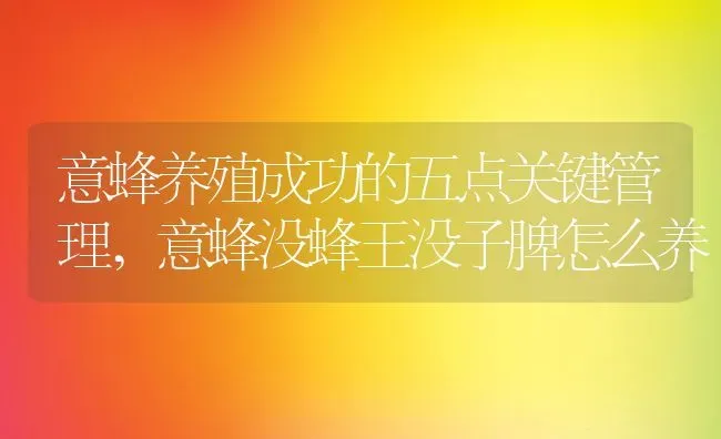 意蜂养殖成功的五点关键管理,意蜂没蜂王没子脾怎么养 | 养殖学堂