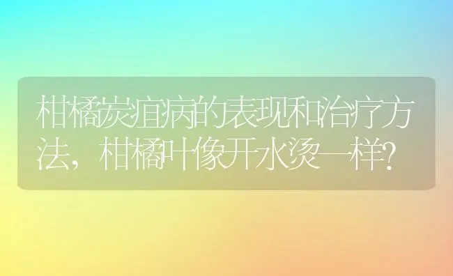 柑橘炭疽病的表现和治疗方法,柑橘叶像开水烫一样？ | 养殖科普