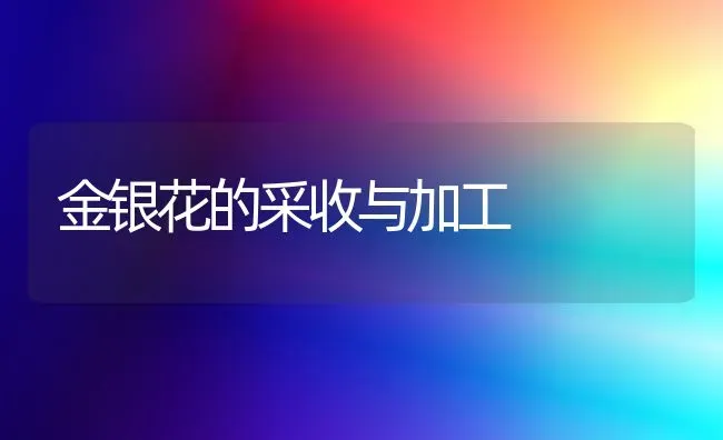 金银花的采收与加工 | 养殖知识