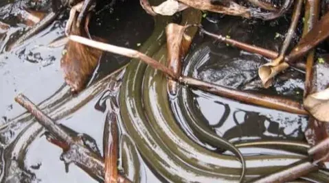 黄鳝补肾吗 | 实用知识