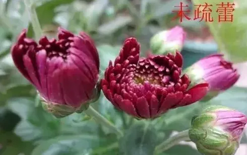 菊花开完花后要全部剪掉吗,九月菊开过后怎么处理？