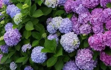 紫阳花花期多长时间花期是什么时候,八仙花幼苗31度时该如何养护？