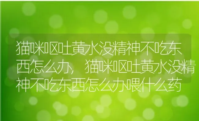 猫咪呕吐黄水没精神不吃东西怎么办,猫咪呕吐黄水没精神不吃东西怎么办喂什么药 | 养殖科普