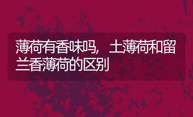 薄荷有香味吗,土薄荷和留兰香薄荷的区别 | 养殖科普