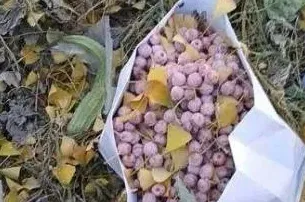 银杏树的果实怎么吃怎么处理才能食用,银杏树果子能吃吗？