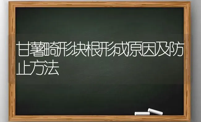 甘薯畸形块根形成原因及防止方法 | 养殖技术大全