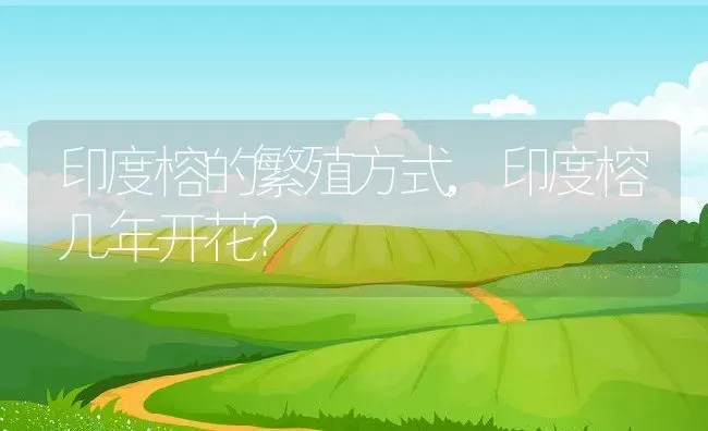 印度榕的繁殖方式,印度榕几年开花？ | 养殖科普