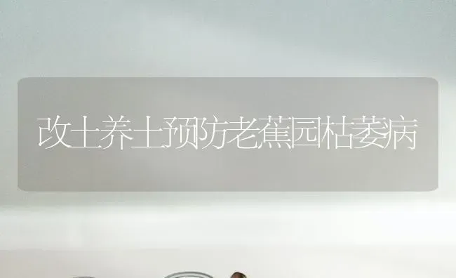 改土养土预防老蕉园枯萎病 | 养殖技术大全