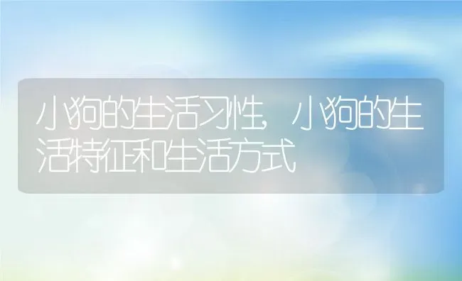 小狗的生活习性,小狗的生活特征和生活方式 | 养殖资料