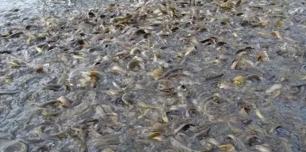 黄颡鱼夏花鱼种培育与食性驯化 | 生活常识