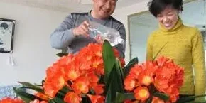 如何养君子兰的小窍门,君子兰的养殖方法及注意事项？