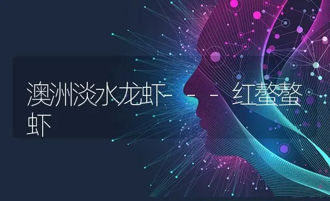 澳洲淡水龙虾---红螯螯虾 | 养殖技术大全