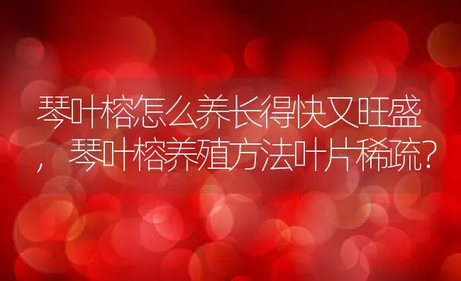 琴叶榕怎么养长得快又旺盛,琴叶榕养殖方法叶片稀疏？ | 养殖科普