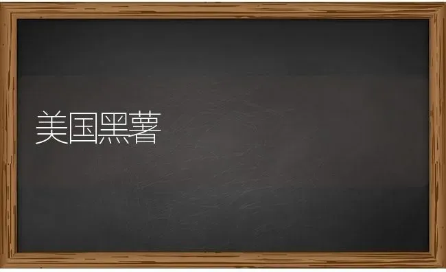 美国黑薯 | 养殖技术大全
