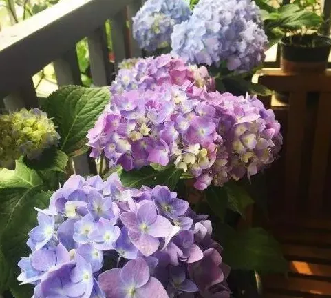 为什么绣球只长叶子不开花,洋绣球为什么不开花叶子茂盛？