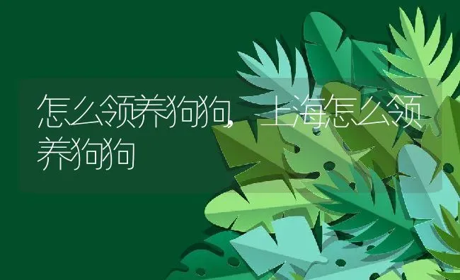 怎么领养狗狗,上海怎么领养狗狗 | 养殖科普