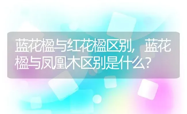 蓝花楹与红花楹区别,蓝花楹与凤凰木区别是什么？ | 养殖科普