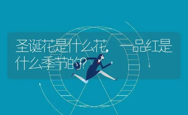 圣诞花是什么花,一品红是什么季节的？ | 养殖科普