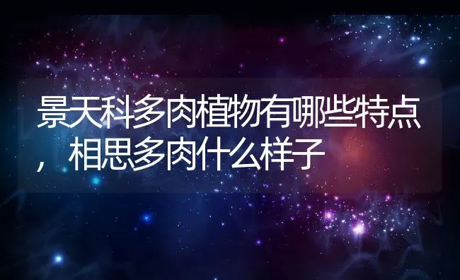 景天科多肉植物有哪些特点,相思多肉什么样子 | 养殖学堂