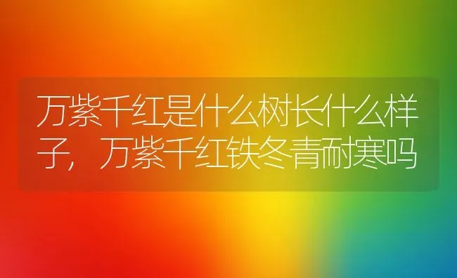 万紫千红是什么树长什么样子,万紫千红铁冬青耐寒吗 | 养殖学堂